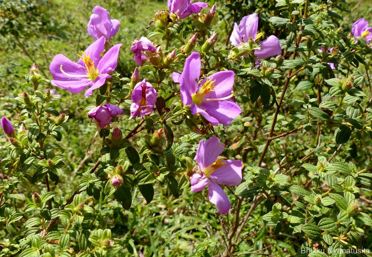 Osbeckia parvifolia Arn.